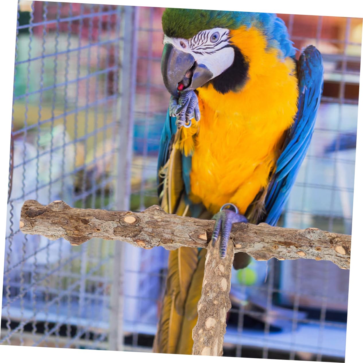 BESPORTBLE 10piezas Percha para Aves Juguete De Molienda para Periquitos Barra De para Jaulas De Aves y Diversión De