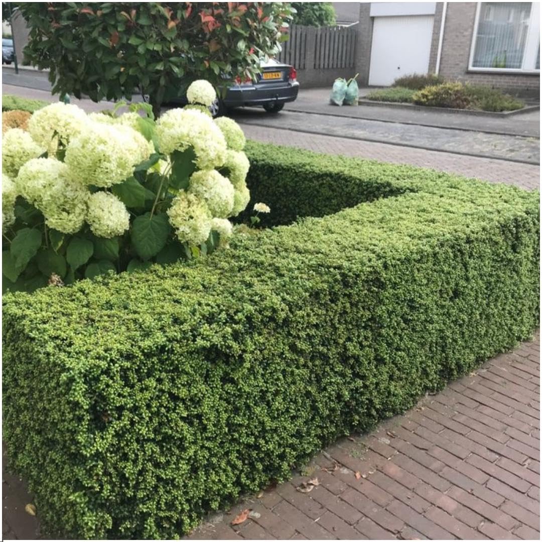 Plants by Frank | 12 Stechpalme Pflanze | Heckenpflanzen Winterhart | 12 x Ø7 cm - 15 cm Ilex Crenata Jenny | Heckenpflanzen | Buchs Ersatz | Buchsbaum Ersatz