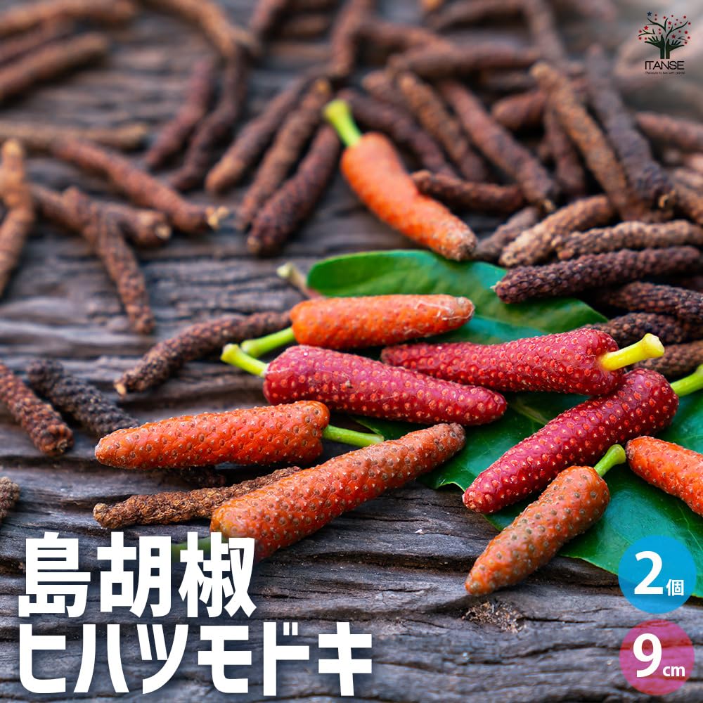 ヒハツモドキ沖縄胡椒 ヒハツモドキ沖縄胡椒 楽天市場】ヒハツ【沖縄ピィパーズ】沖縄の島