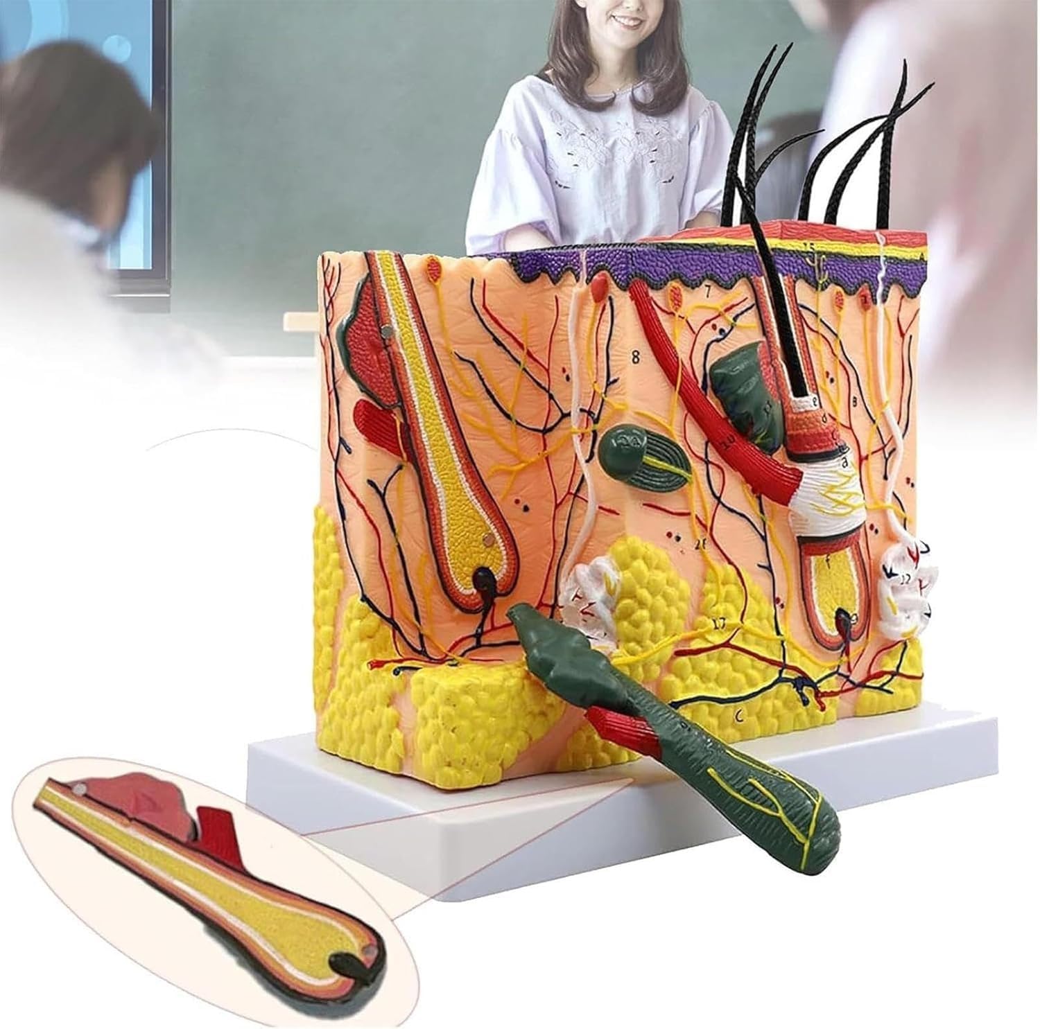 Model anatomiczny skóry, odłączalny mieszek włosowy, powiększony 70x model skóry, model struktury skóry do celów szkoleniowych, model medyczny do celów edukacyjnych.