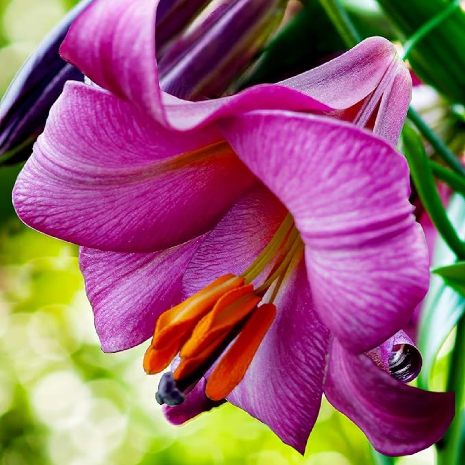 Lily Bulbs for Planting Now UK,Lily Bulbs Potted,Bedding,Plants,Rhizome,Ornamental,Resistant,Gorgeous,Balcony Garden Bulbs-8bulbs-E