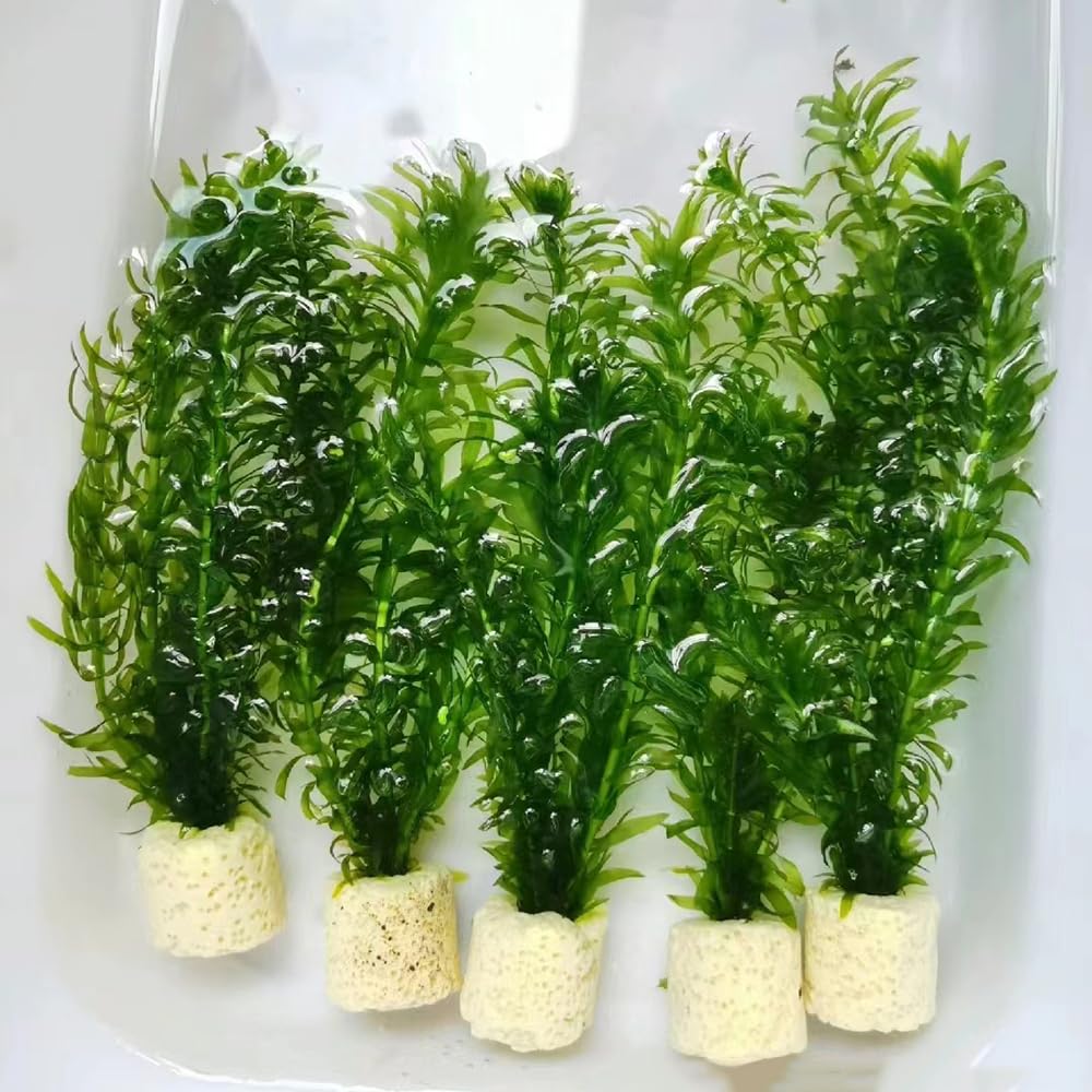 200 piezas Semillas resistentes a las algas acuáticas - regalos para los amantes del jardín,Egeria Densa, plantas acuáticas plantas de acuario, planta semillas arte plantas para