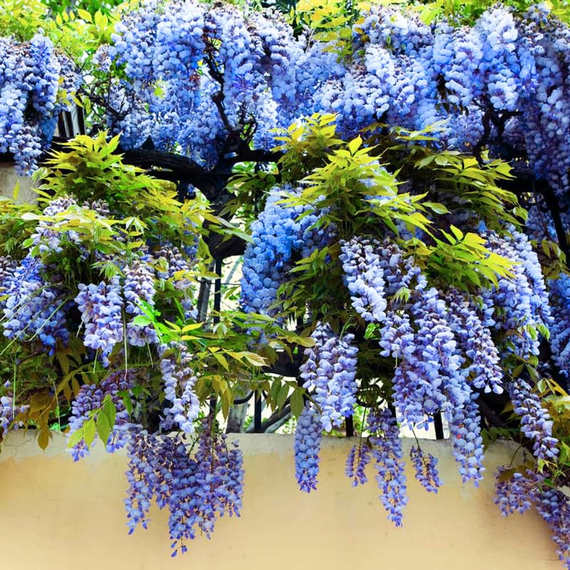 Amazon.com : Pack 2 Blue Wisteria Live Plants for Planting, 12 to