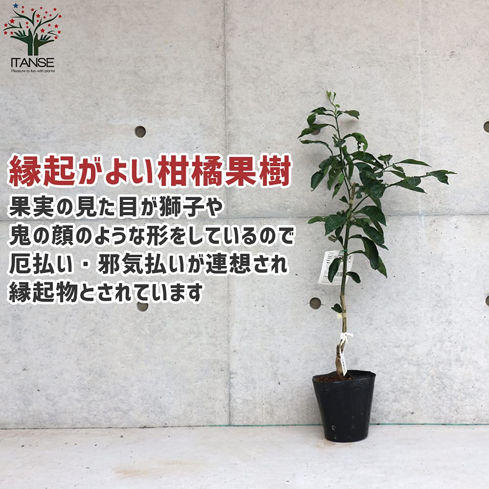 ゆずの苗 超大果獅子柚子 接木苗木 縁起良い柑橘果樹　邪悪なものを排除する縁起物 Amazon.co.jp: ITANSE ゆずの苗 獅子柚子【品種で選べる果樹苗木