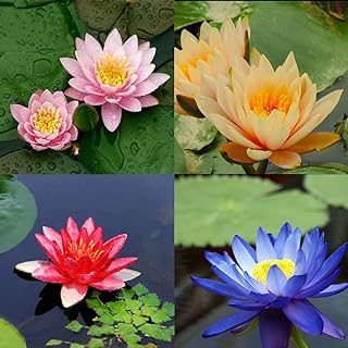 10 seeds 4 color mix Bowl Lotus Flower Seed water Aquatic Plants Nelumbo