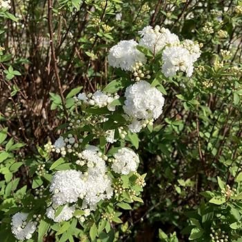 絵画 Reeves spirea national PLANT NETWORK 2.5 qt. Spirea Reeves Flowering Shrub