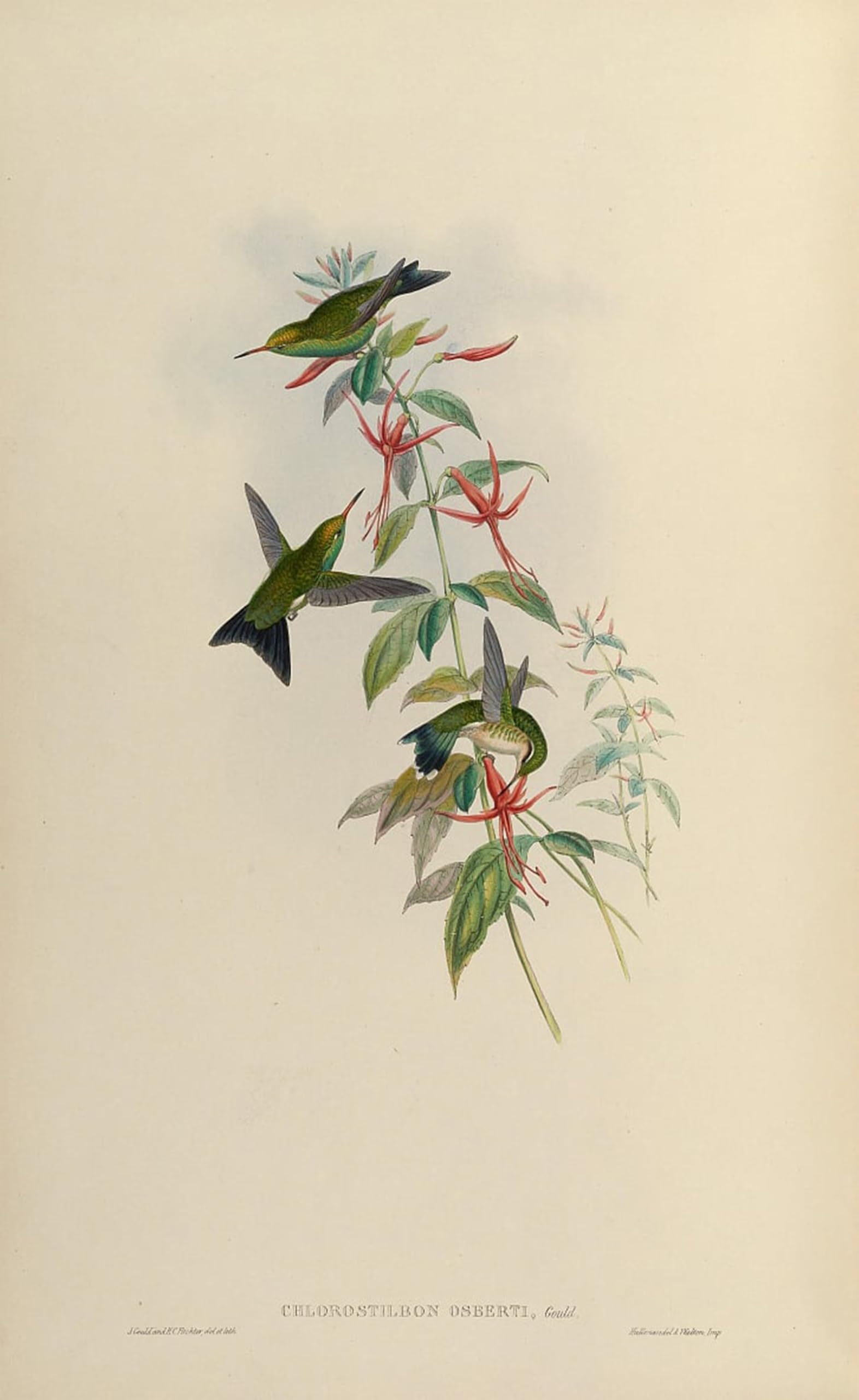 ARTXLXXBN Famous Prints Artwork Pictures Poster Painting Art Animal Bird Chlorostilbon Osberti Chlorostilbon Canivettii Osberti by John Gould Artwork Landscape Pictures for Home Decor 60x90cm