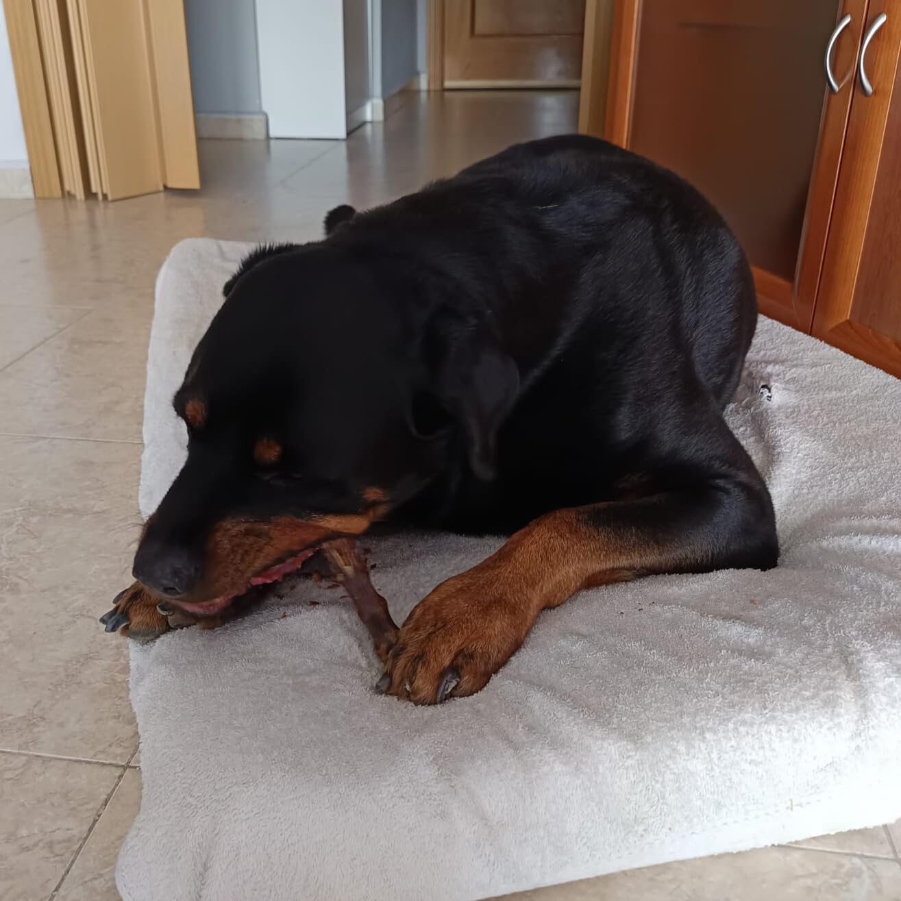 Collo di Anatra per Cani, 1 kg | Snack Naturale Essicato per Cani e Cuccioli