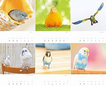 カレンダー2026 かわいんこ インコと小鳥のカレンダー（月めくり