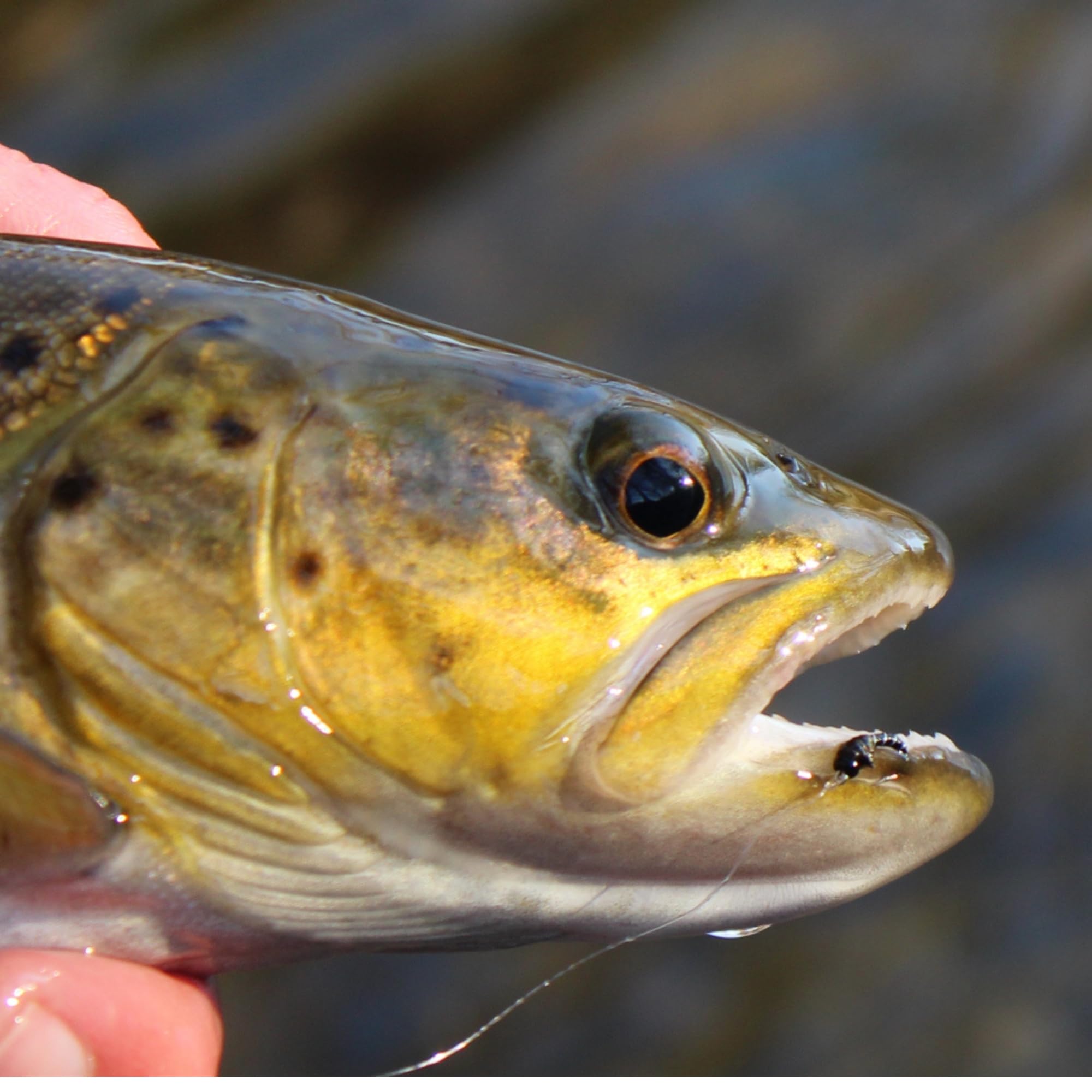 Confezione da 12 esche per pesca a mosca con perline in tungsteno, per pesca alla trota, legate a mano, misure 18-22, nero, rosso, argento, oro, Euro Nymphing, per pesca invernale