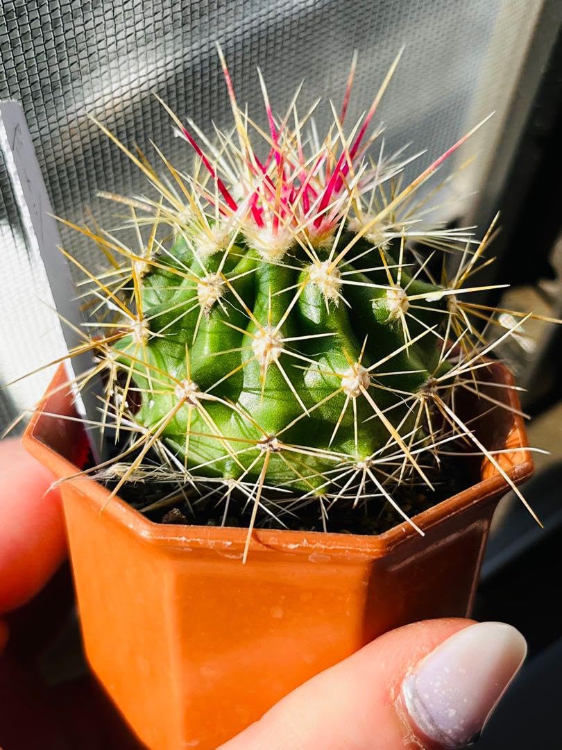 Amazon.co.jp: フェロカクタス属ポトシー3株人気ピンク棘サボテン