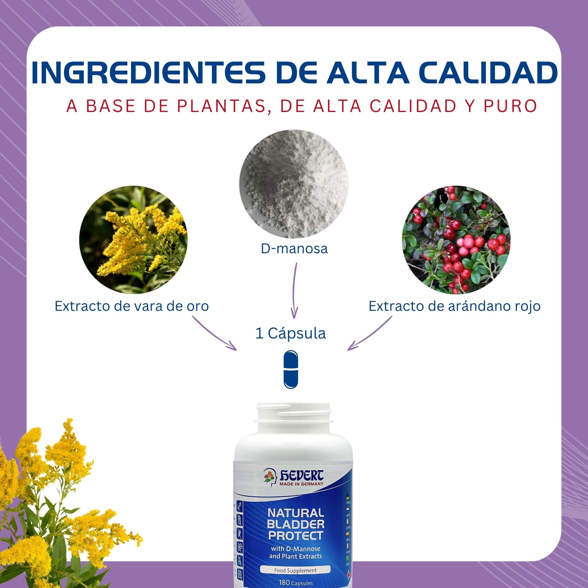 Hevert Natural Bladder Protect con D-Manosa y Arándano Rojo – Apoyo natural para el Tracto Urinario y la Vejiga – Prevención de la Cistitis e Infecciones de orina en mujeres – vegano – 180 cápsulas