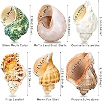 Vista 3 de 6 conchas de cangrejo ermitaño medianas y grandes, tamaño natural de 2.3 a 3.5 pulgadas, tamaño de apertura de 1 a 2.1 pulgadas, conchas turbo