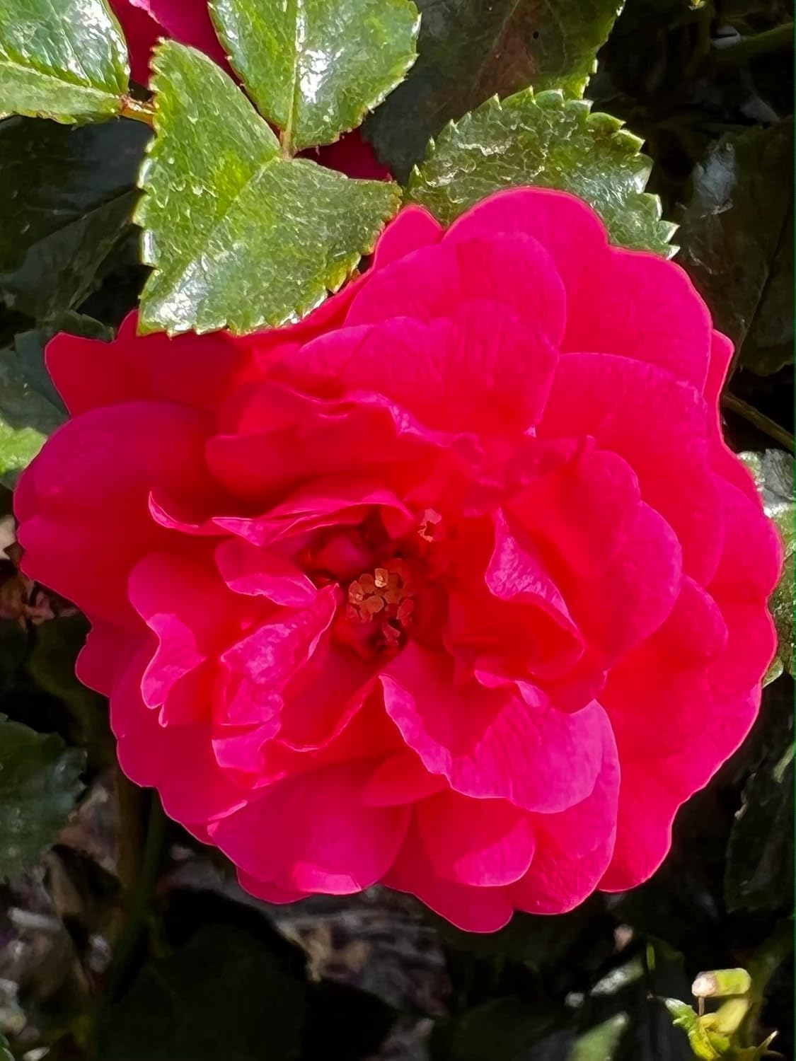 'Lancashire' Standard Rose Tree (100cm) - Stunning Clusters of Cherry Red Blooms - Potted Standard Rose Tree