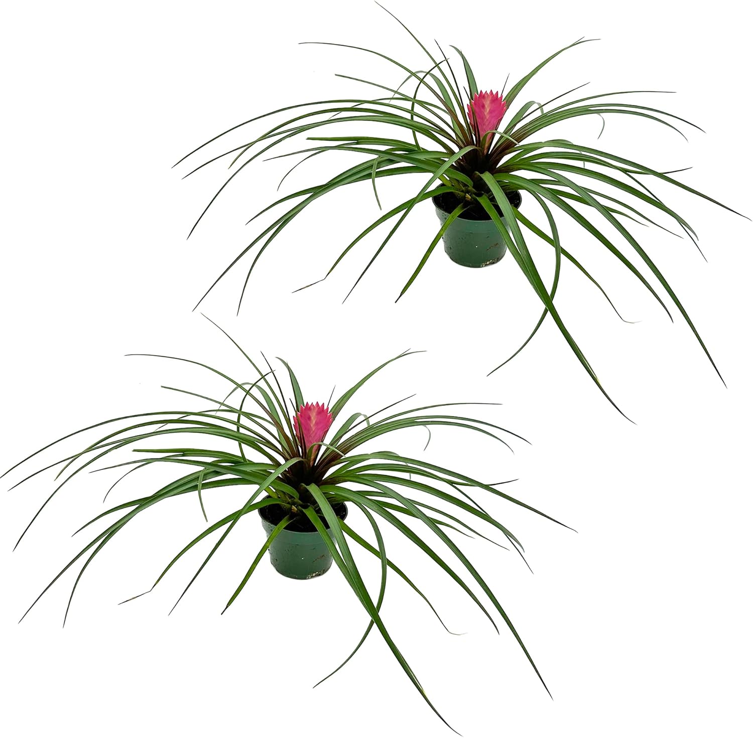 ragnaroc Live Air Plants – Flowering Tillandsia Cyanea, Giant 15-18" in a 4" Growers Pot - 2ct - Live Arrival Guaranteed - House Plants for Home Decor & Gift