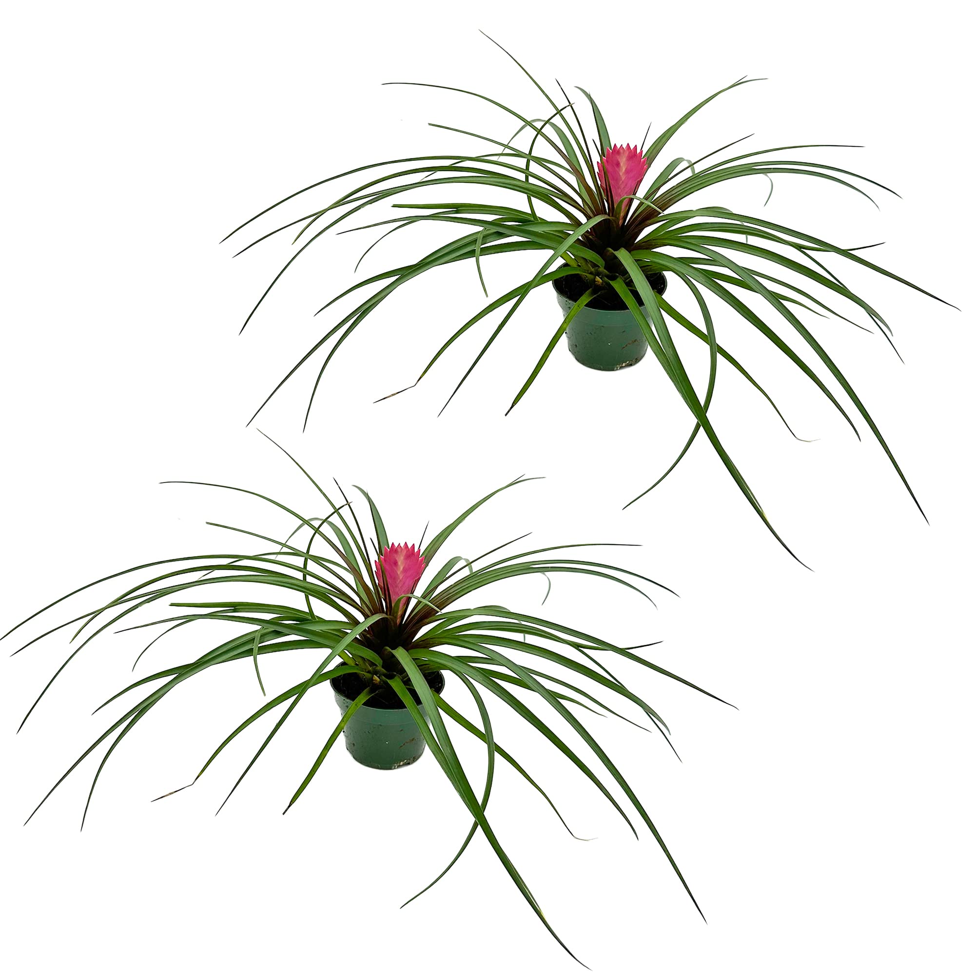 ragnaroc Live Air Plants – Flowering Tillandsia Cyanea, Giant 15-18" in a 4" Growers Pot - 2ct - Live Arrival Guaranteed - House Plants for Home Decor