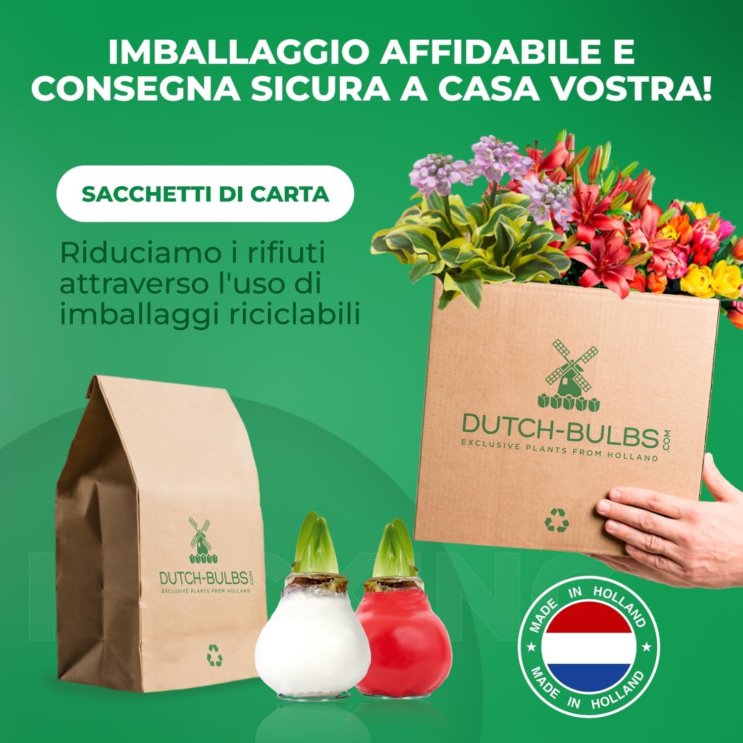 Bulbi di Amaryllis Cera Bianco-Rosso