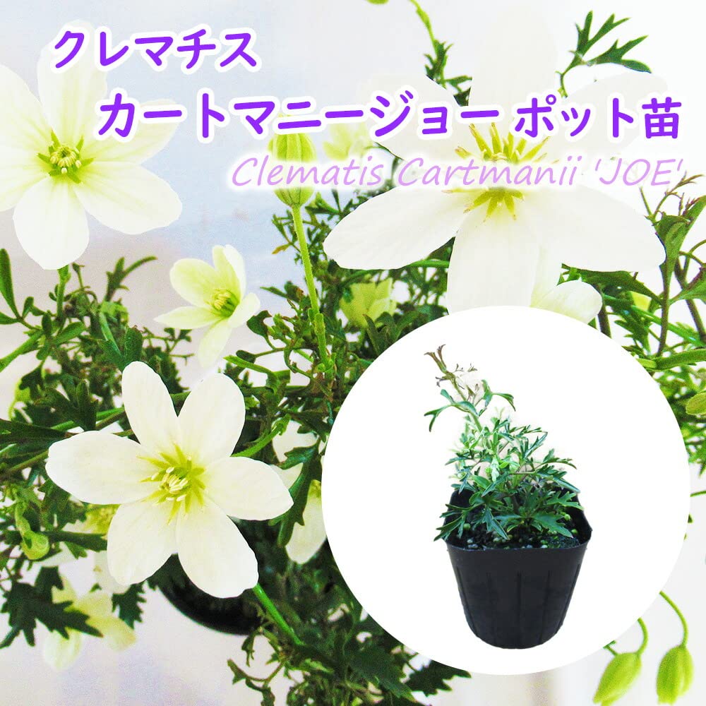 クレマチス！　クリンスイ Amazon.co.jp: クレマチス 苗 常緑クレマチス 「 カートマニー