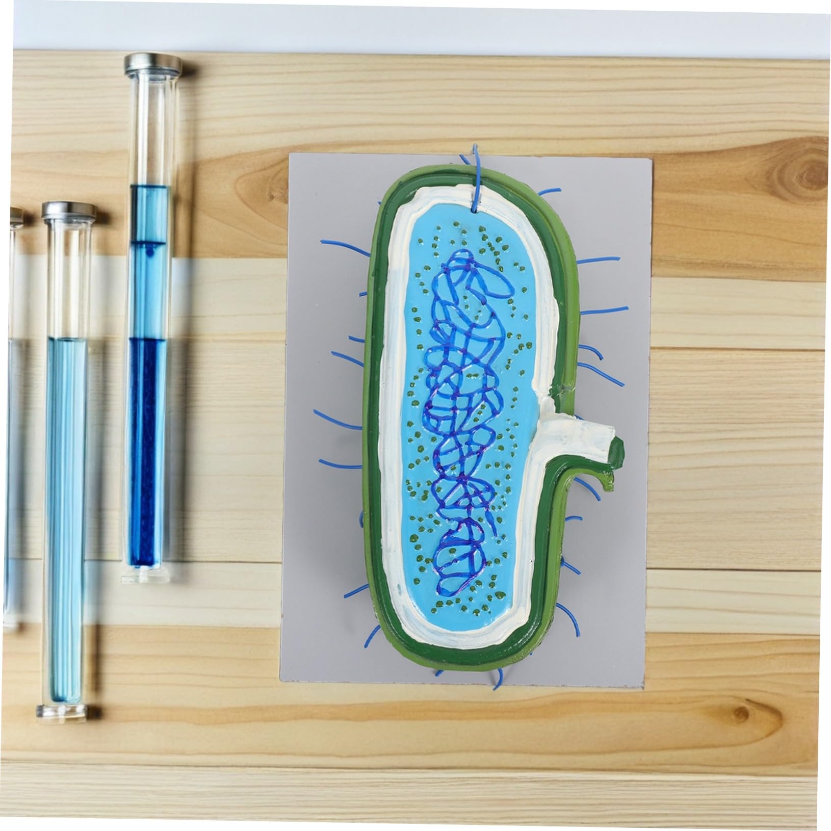 Zellkernmodell Vergrößert für Biologieunterricht und Schüler aus Kunststoff | Detaillierte Zellorganellen, Interaktives Lernen, für Einzelstudium und Klassenerklärung, Präzise Darstellung
