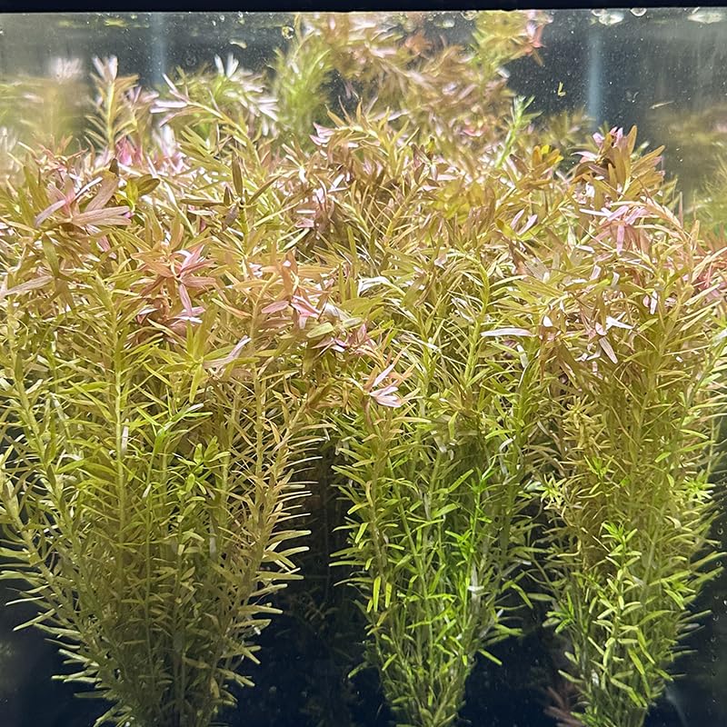 hornwort aquarium plant live Stem 16 (B0CRJWY3QT) Amazon Price History, Amazon Price Tracker