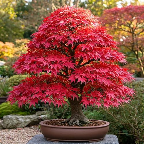 Miniatura 3 de Semillas de árbol de bonsái, arce rojo japonés, más de 20 semillas, muy apreciadas para bonsái, semillas de arce japonés (ACER palmatum) 20+semillas