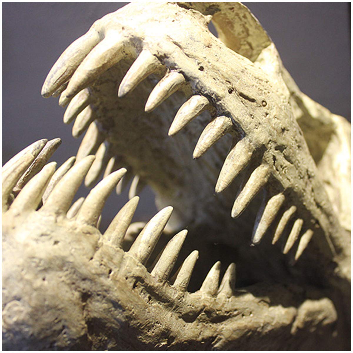 Amazon.co.jp: 大型恐竜の頭蓋骨の彫刻 T レックスの頭 白亜紀の恐竜の