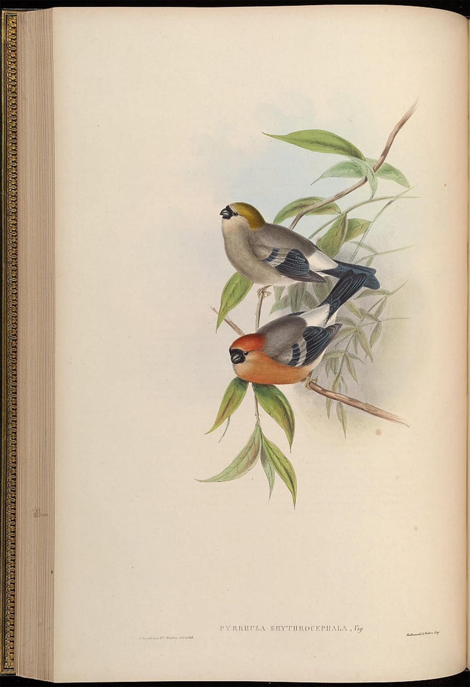 ARTXLXXBN Famous Prints Artwork Pictures Poster Painting Art Animal Bird Pyrrhula Erythrocephala by John Gould Artwork Landscape Pictures for Home Decor 60x90cm