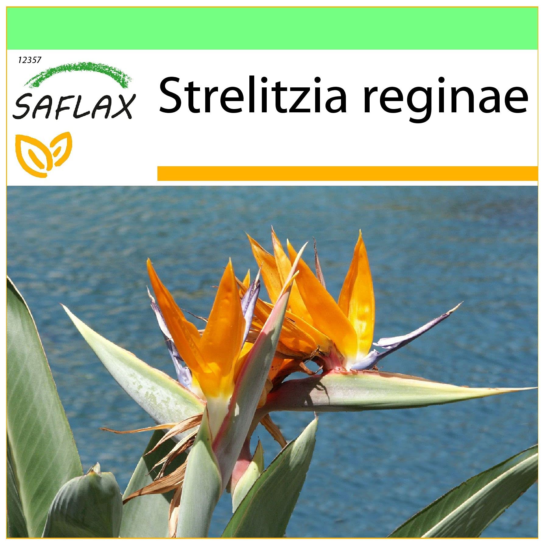 Sluit Omhoog Van Een Mooie Exotische Oranje De Paradijsvogel Bloem Van