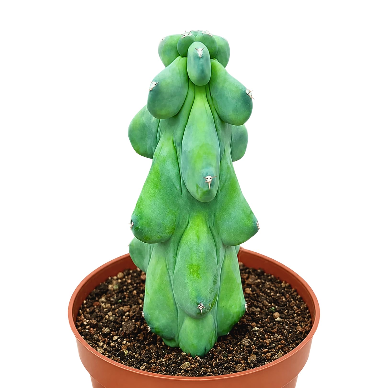 Boobie Cactus Live Plant