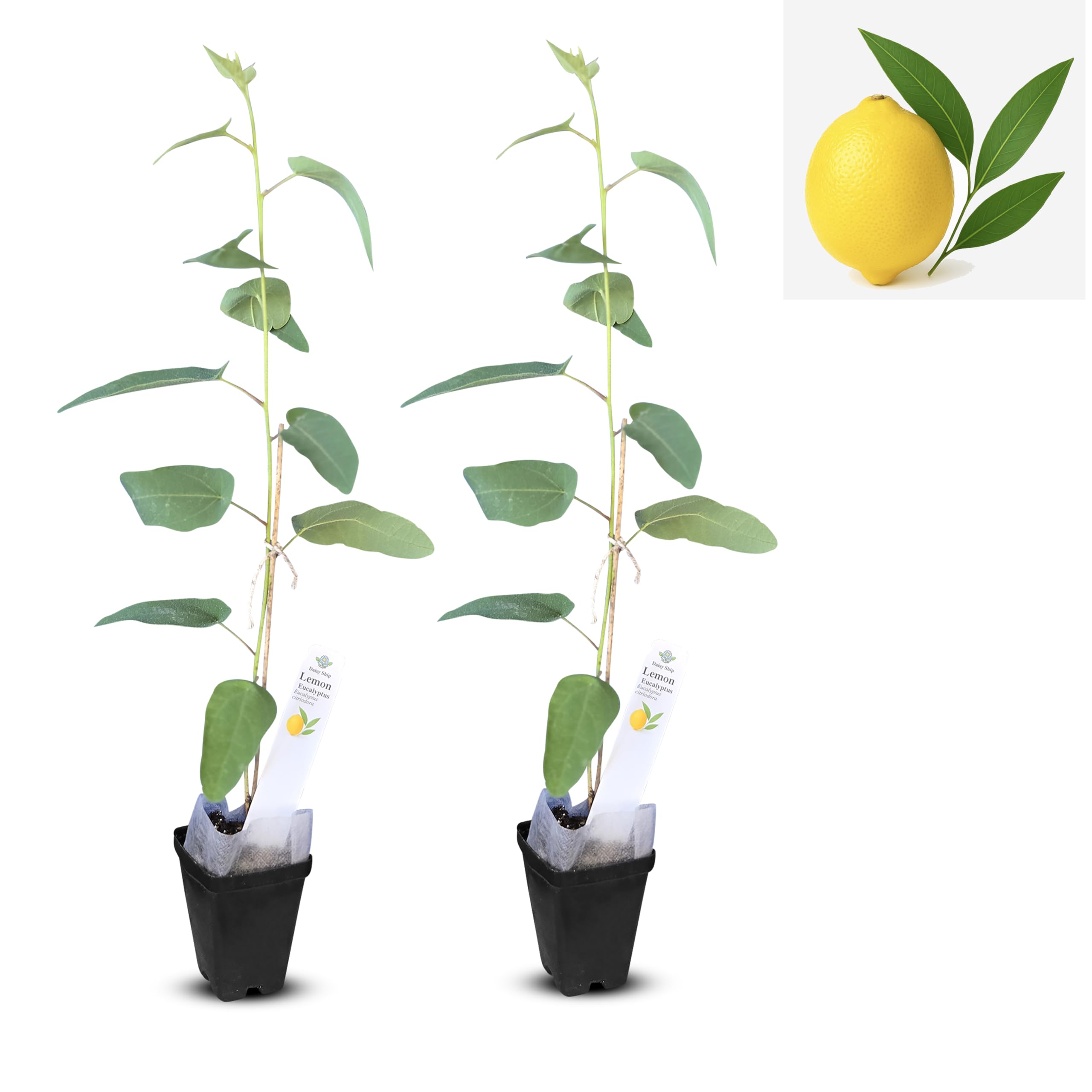 Lemon Eucalyptus Live Plant