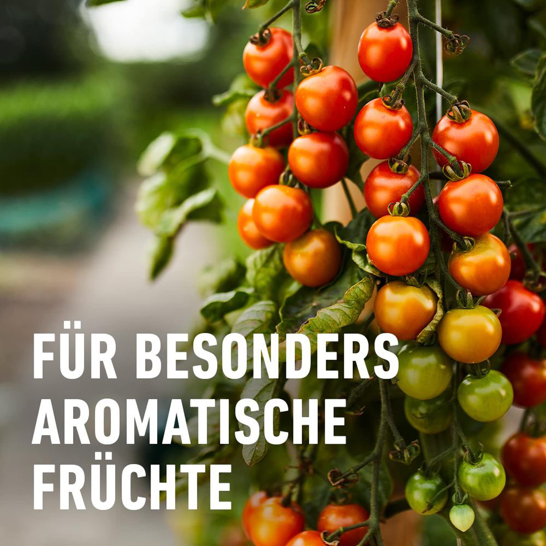 COMPO Tomaten Langzeit-Dünger für alle Arten von Tomaten, 6 Monate Langzeitwirkung, 2 kg, 33m²