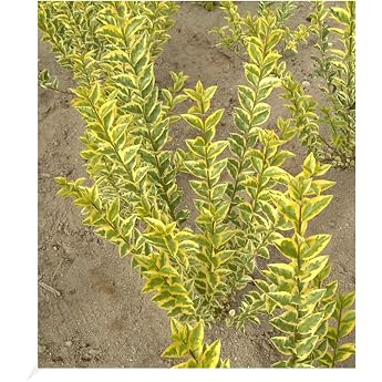 BALDUR Garden 1 x Gold Privet Plant in 9 x 9 cm Pot Ligustrum Ovalifolium Aureum Privet Hedge Winter Green Hardy Perennial Flowering Fast-Growing Hedge Plant