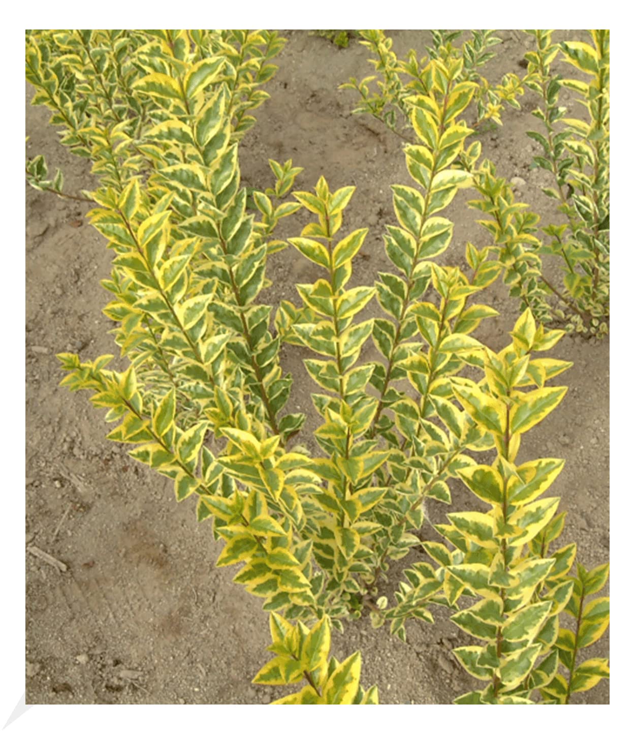 BALDUR Garten 1x Gold-Liguster, Pflanze im 9x9 cm-Topf, Ligustrum  ovalifolium Aureum, Ligusterhecke, wintergrn, winterhart, mehrjhrig,  blhend, schnellwachsende Heckenpflanze : Amazon.de: Garten