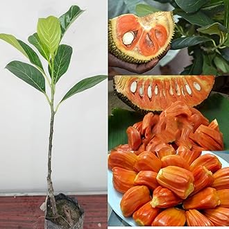 Golden Bloom Thai Red/Pink JackFruit Plant Grafted, Grafted Pink Red Jackfruit Plant (Height 1-2 Ft) Under 1.5-2 Years U Get Fruits