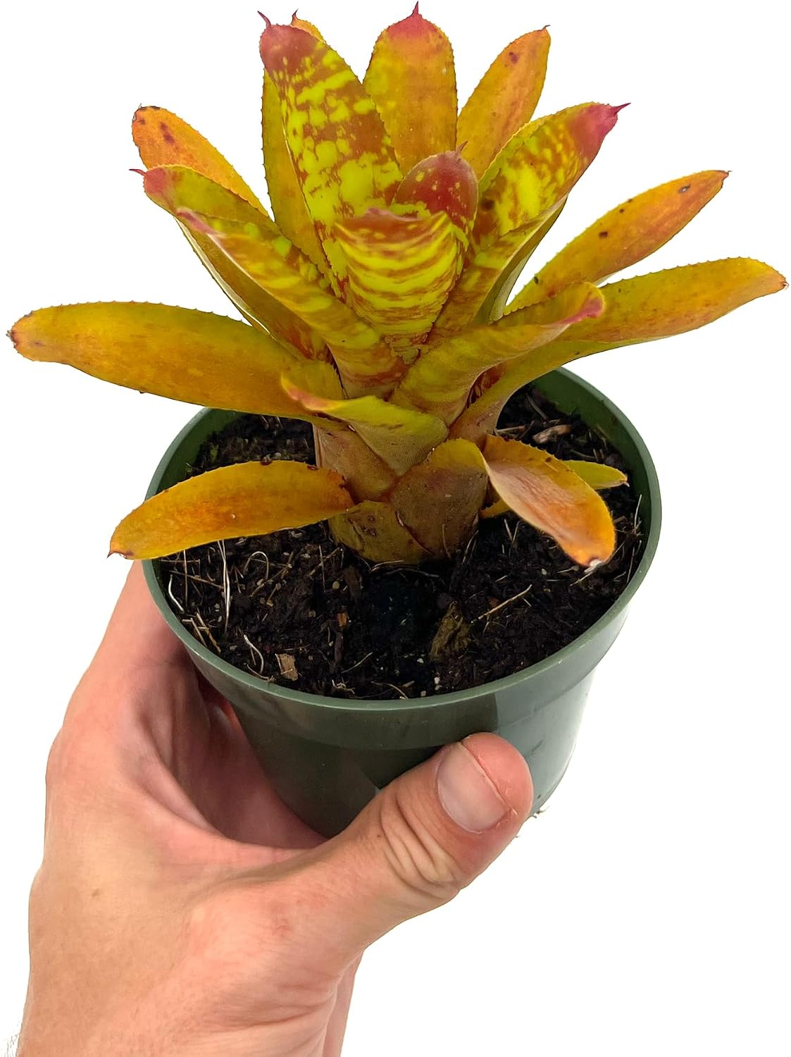 ragnaroc Live Plants – Bromeliad Neoregelia Clementine, 4-8" in 4" Pot - 1ct - Live Arrival Guaranteed - House Plants for Home Decor & Gift