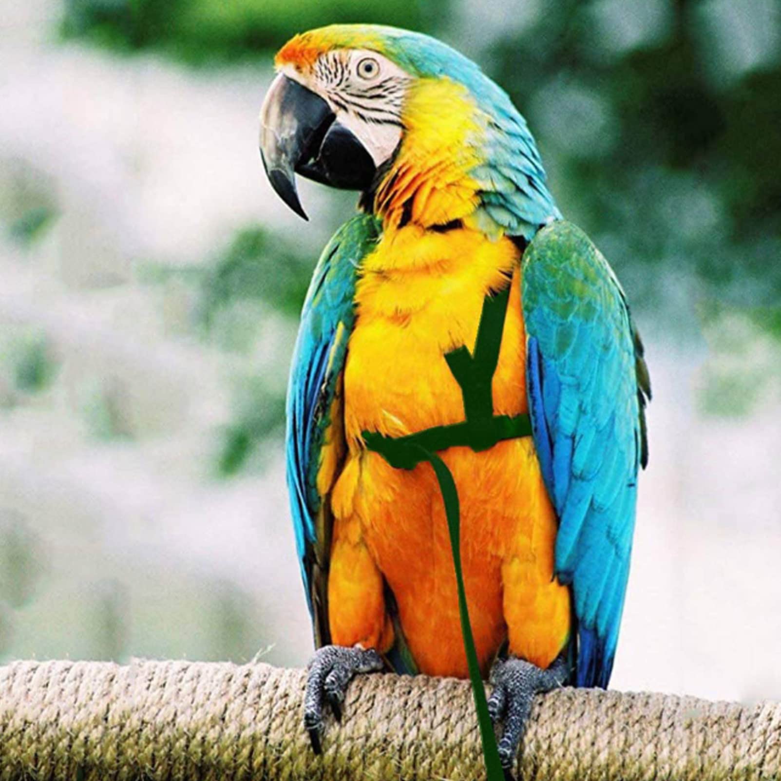 FOMIYES 12piezas Arnés Ajustable para Aves para Entrenamiento De Periquitos y De y Entrenamiento para Pájaros De Accesorios