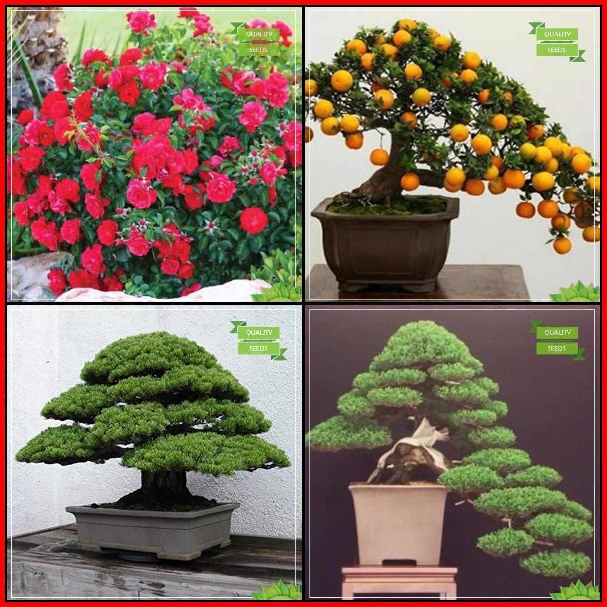 Creative Farmer Plant Lovers Combo Flower Seeds : Climbing Rose, Lemon, Japanese Pine, Sakurakaia Bonsai Suitable Tree Fruit Seeds For Home Garden (B07HTS12TV) Amazon Price History, Amazon Price Tracker