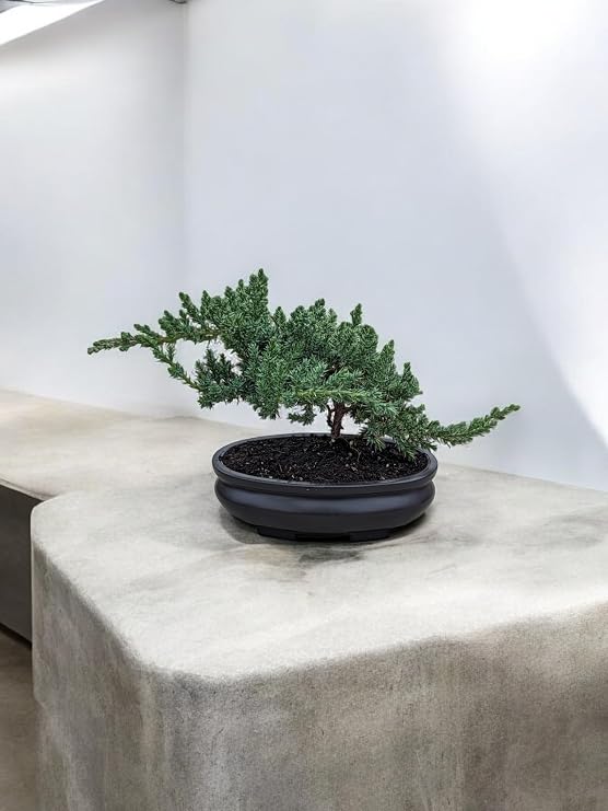 Juniper Bonsai Tree in 4-inch Oval Planter, Dark Brown