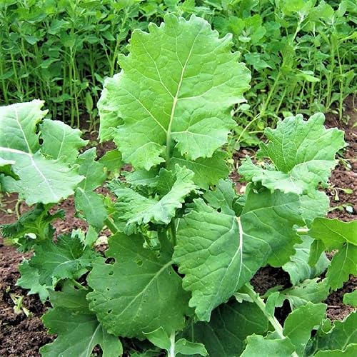 Col rizada, siberia enana, más de 200 semillas, sin OMG, ideal para ensaladas, freír STIR, Country Creek Acres