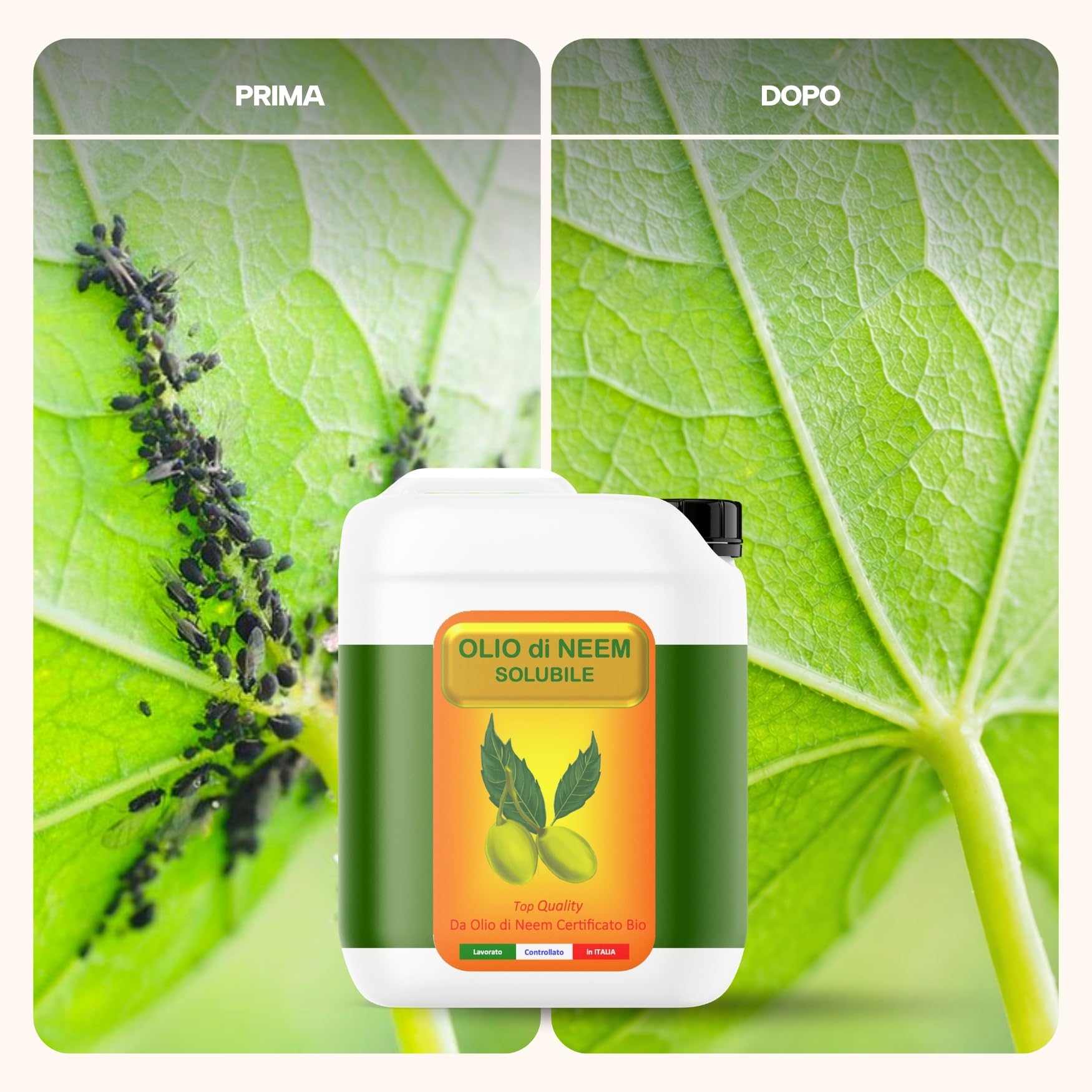 Solubile Olio di Neem, Argan Italia, idrosolubile, solubile in acqua 10 Litri (2x5Lt) - piante, ambienti, giardino, animali, insetti