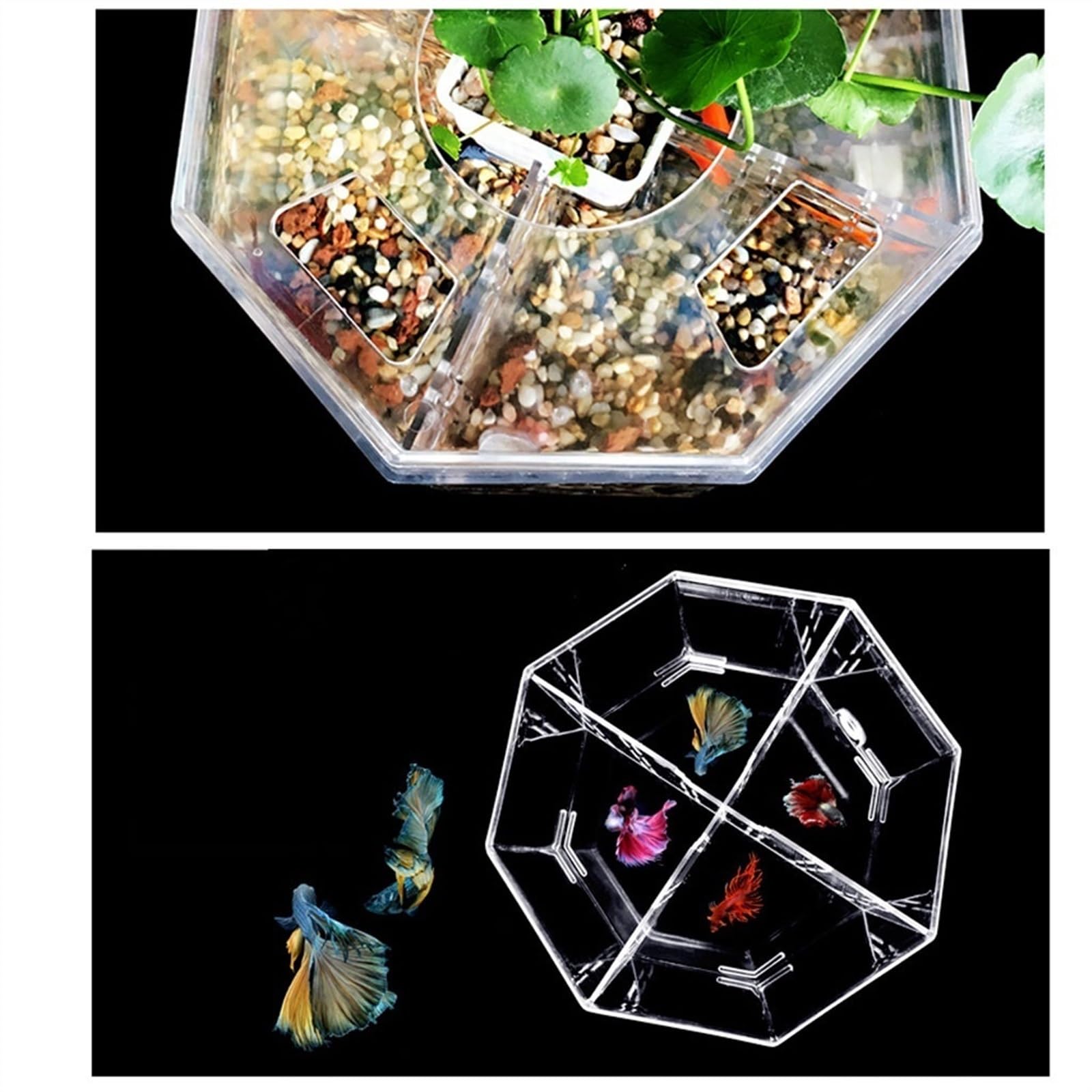 Dekorative Aquarien Isolationsbox for kleine Aquarien, Zucht, spezielles transparentes Acryl-Aquarium mit Pumpenfiltration, Zieraquarium, Büro, Zuhause für das Büro