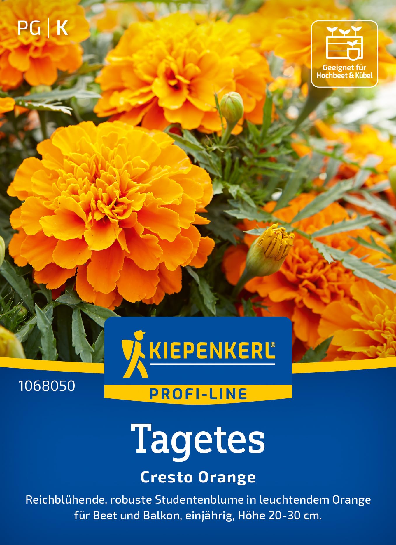 Kiepenkerl Tagetessamen Cresto Orange 1068050 – reichblühende, robuste Studentenblume in leuchtendem Orange