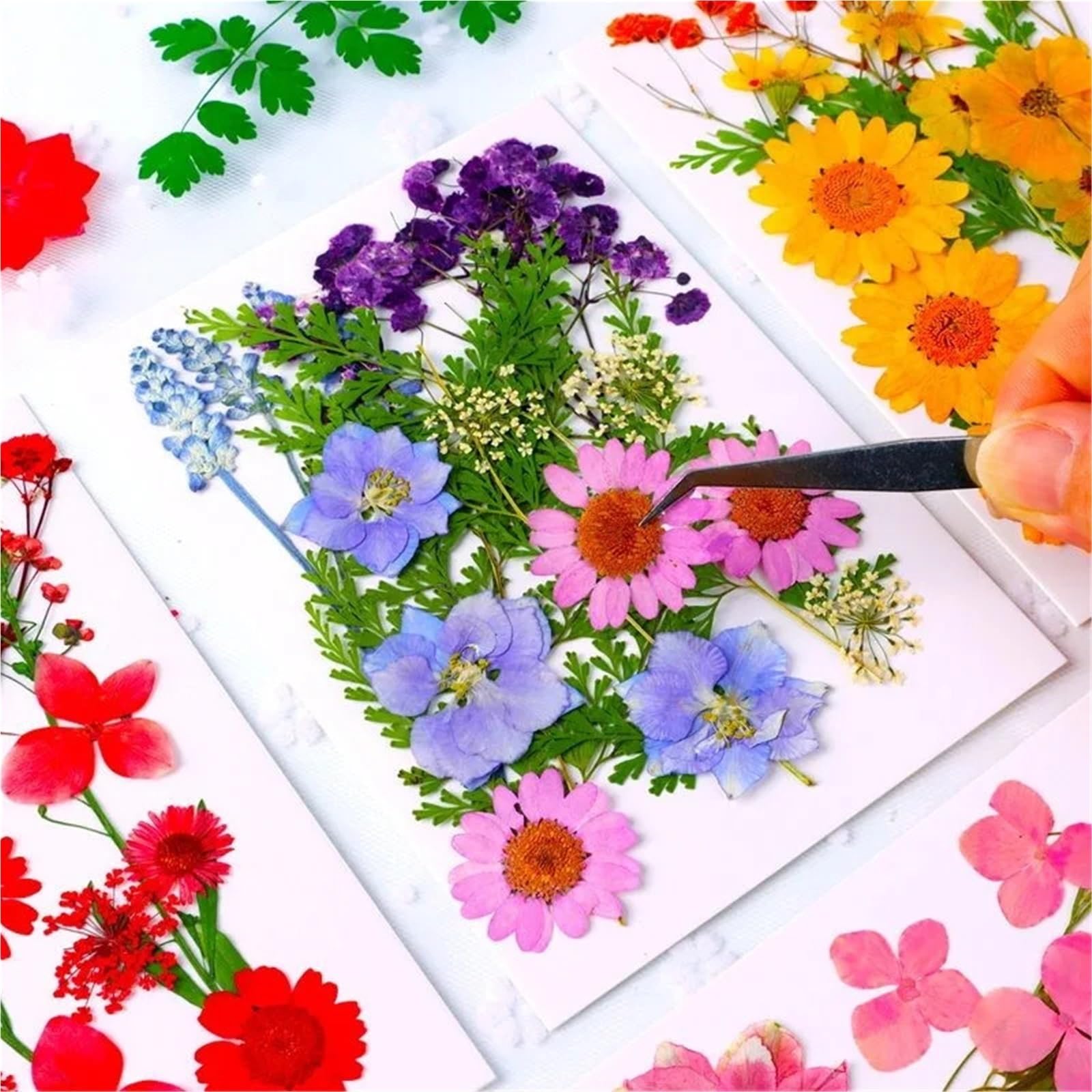 Fiori Pressati ed Essiccati Fiori pressati secchi misti