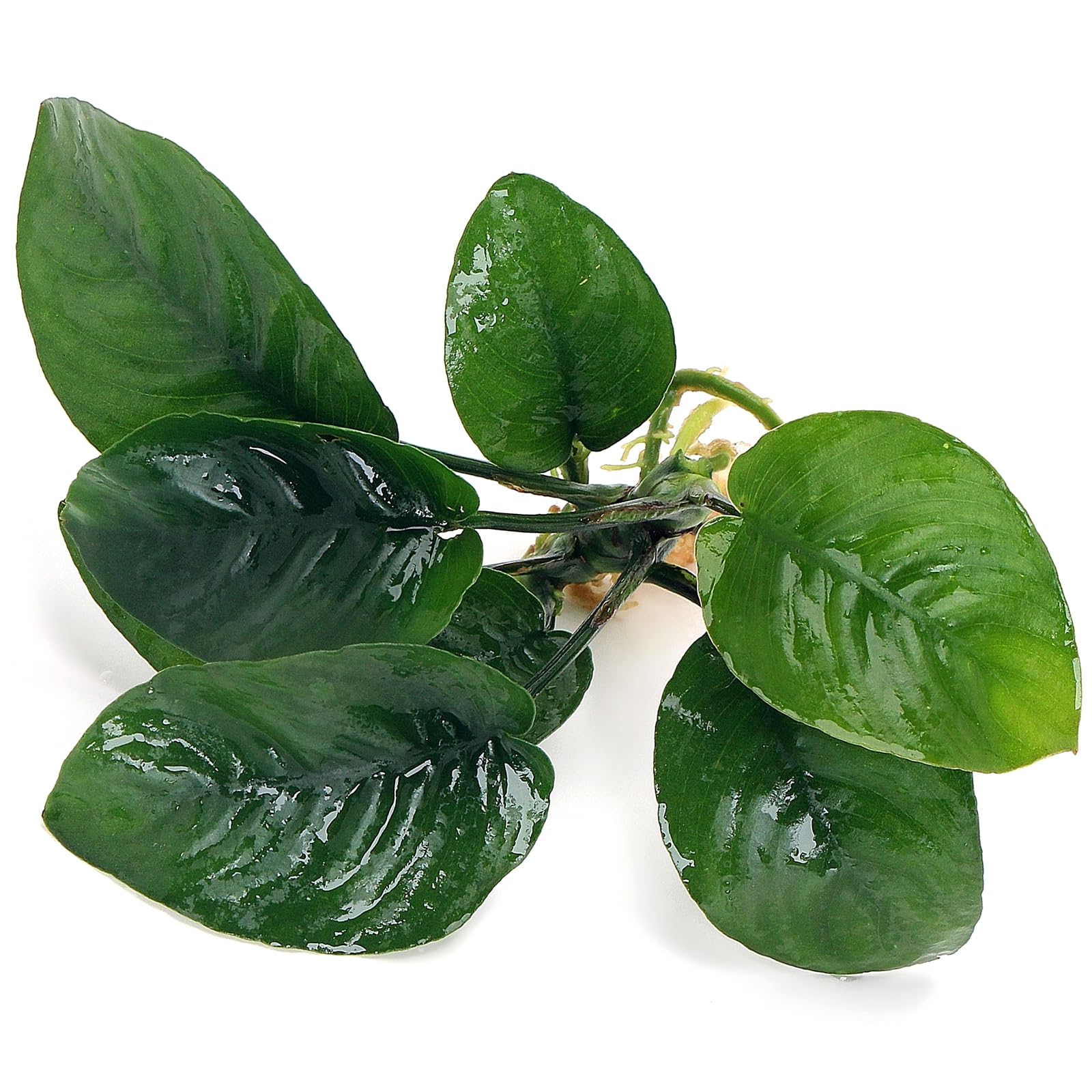 K2AQUA Anubias Barteri Butterfly Live Aquarium Plant Unique Broad Green Leaves Easy Care Low Maintenance Foreground Midground Freshwater Tank Natural Decoration Shrimp Safe Beginner Friendly