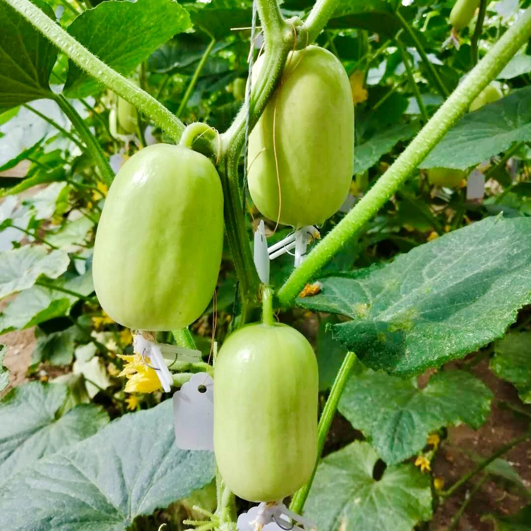 Amazon.co.jp: ウクレレ園芸SHOP 台湾ミニきゅうり 種子2色各2