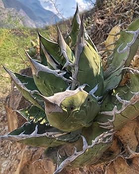 oaxaca oteroi seedingオアハカ白鋸歯 現地実生 oaxaca oteroi seeding oaxaca oteroi seedingオアハカ白鋸歯 現地実生 oaxaca oteroi seeding