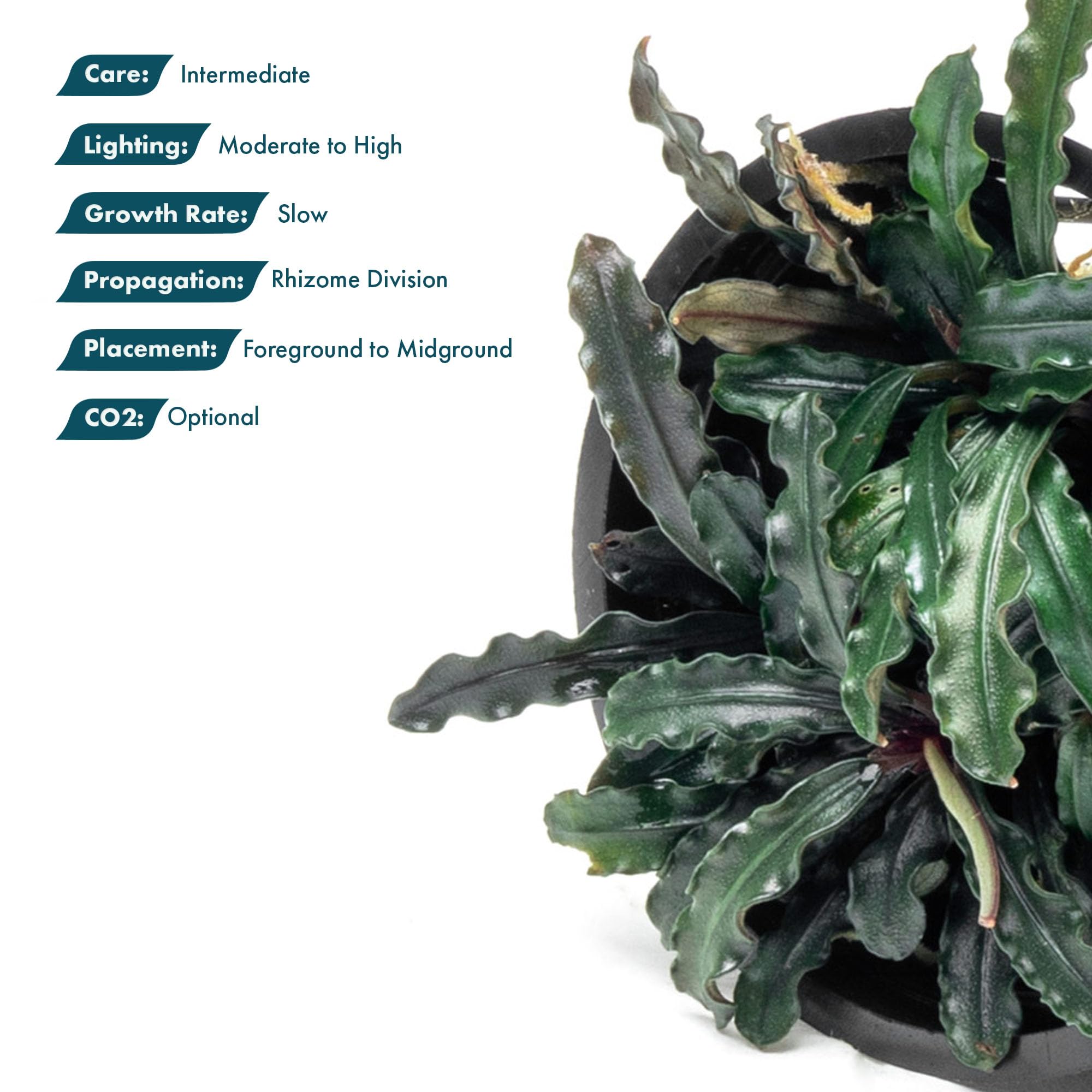 Amazon.com: SubstrateSource Bucephalandra Red Blade Potted Live