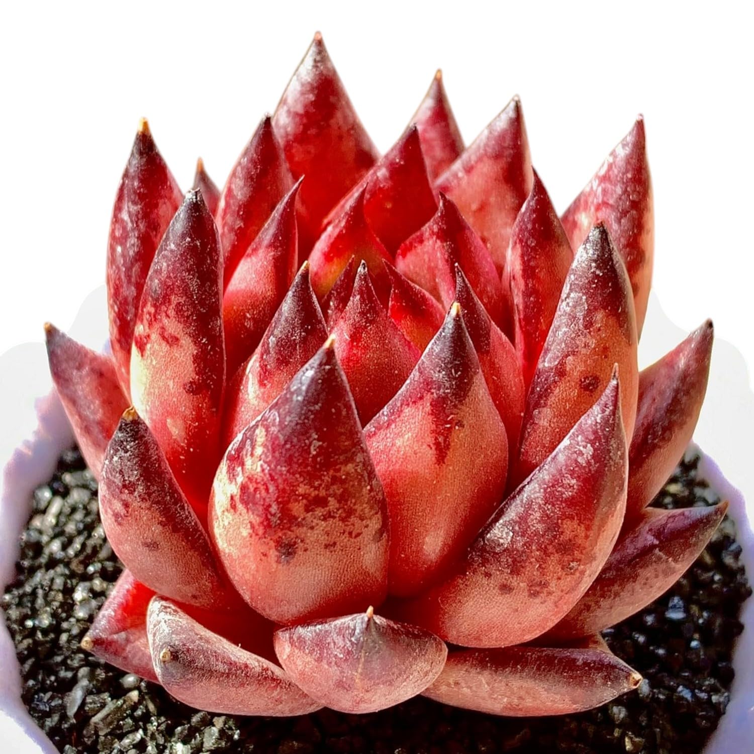 Amazon.com : Echeveria Agavoides Romeo Rare Live Succulent Plants