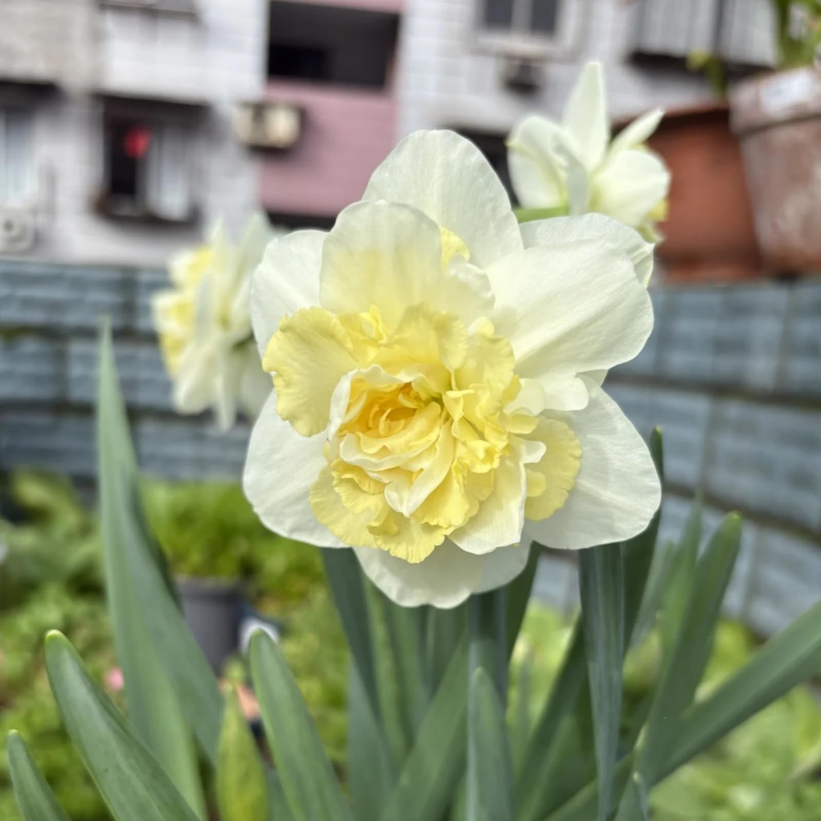 Daffodil Bulbs for Planting - Excellent Display/Suitable for Cultivation in Both Northern and Southern Regions/Golden Jade Carving-4bulbs-D
