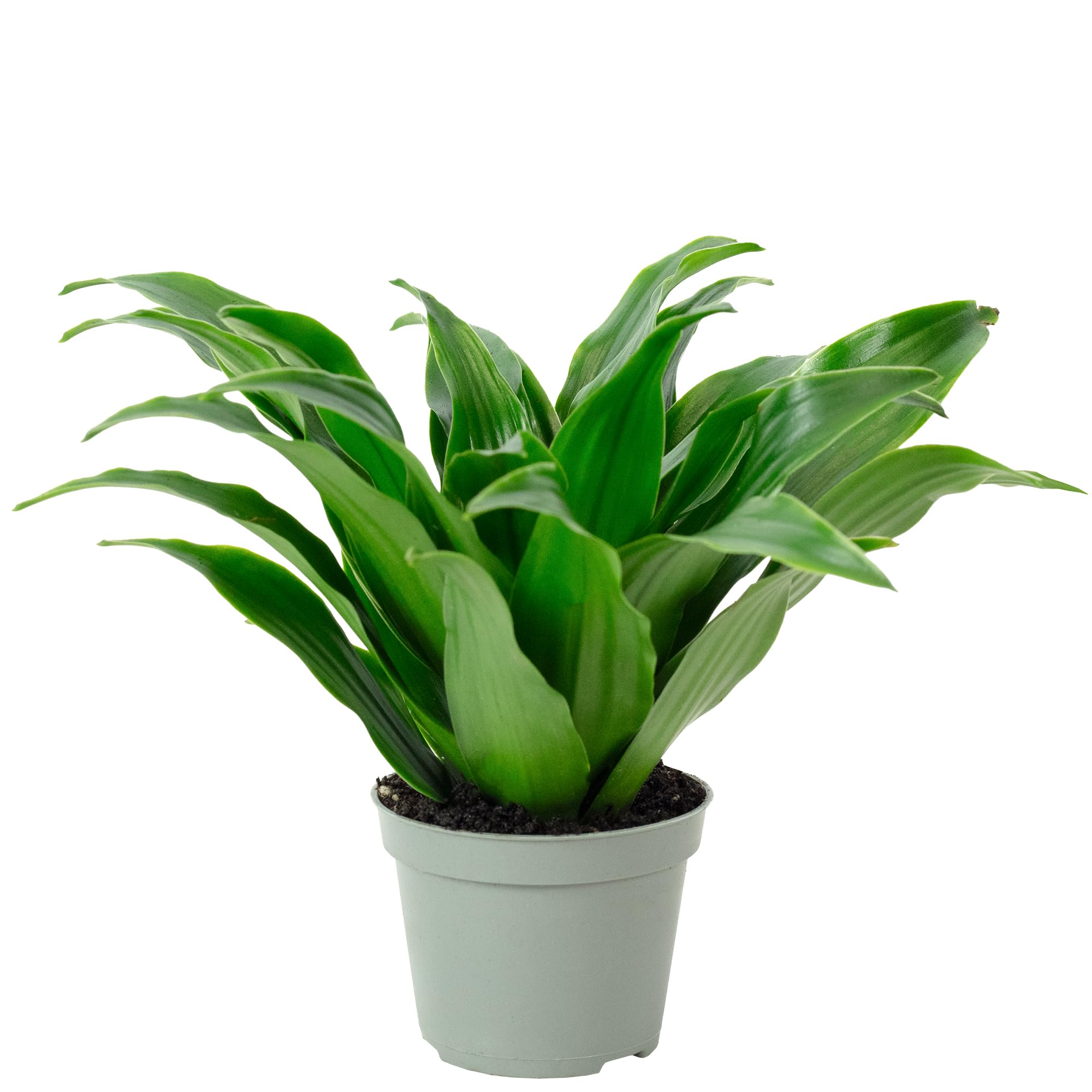 Drachenbaum Janet Craig - pflegeleichte Zimmerpflanze, Dracaena Deremensis Janet  Craig - Hhe ca. 15 cm, Topf- 6 cm : Amazon.de: Garten